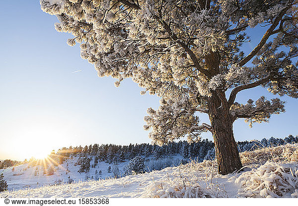 Kiefer und Wiesen im Schnee bei Sonnenaufgang über Boulder  Colorado