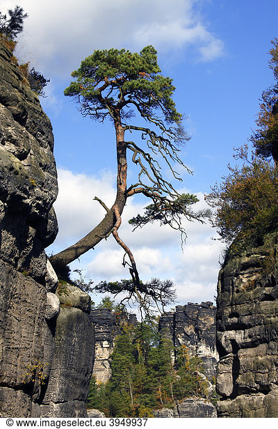 Kiefer  Waldkiefer (Pinus sylvestris) in den Felsen der Bastei  Elbsandsteingebirge  Nationalpark Sächsische Schweiz im Herbst  Freistaat Sachsen  Deutschland  Europa