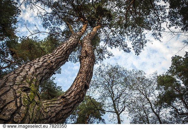 Kieferkrone,  Kiefer (Pinus)