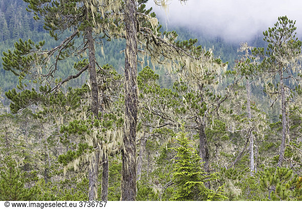Kiefern Bartflechten (Usnea longissima)  Mitkof Island  Südost-Alaska  Alaska  USA  Nordamerika