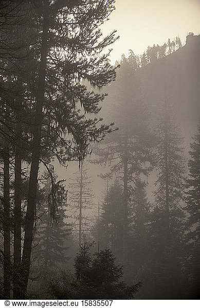 Kiefern im Nebel  Nez Perce National Forest  Idaho