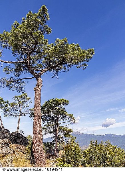 Kiefern im Pinienwald von Piquillo und im Hintergrund der Gipfel von Casillas in der Sierra de Gredos im Frühling. Madrid. Spanien. Europa.