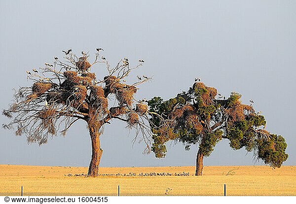 Kiefern mit Nestern des Weißstorchs (Ciconia ciconia) Provinz Badajoz. Extremadura. Spanien