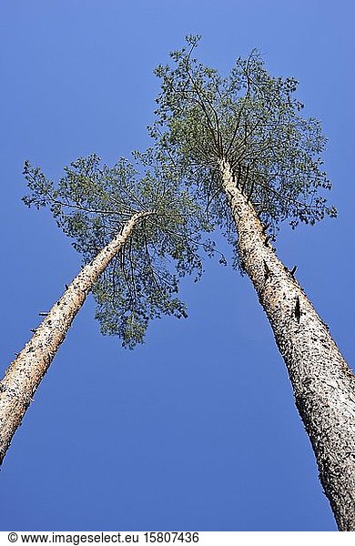 Kiefern (Pinus)  Blick in die Baumkronen  blauer Himmel  Nordrhein-Westfalen  Deutschland  Europa
