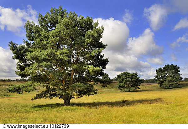 Kiefern (Pinus sp.)  Naturschutzgebiet Westruper Heide  Nordrhein-Westfalen  Deutschland  Europa