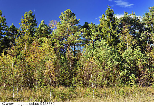 Kiefern (Pinus sylvestris) und Birken (Betula pubescens) in Grundbeckenmoor  Hochmoor Relikt Würmeiszeit  Koller Filze  bei Raubling  Bayern  Deutschland