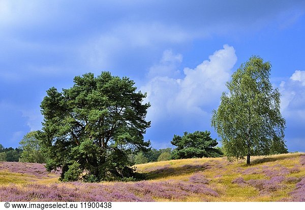 Kiefern (Pinus) und Birken (Betula) zwischen Heidekraut (Calluna vulgaris)  Naturschutzgebiet Westruper Heide  Nordrhein-Westfalen  Deutschland  Europa