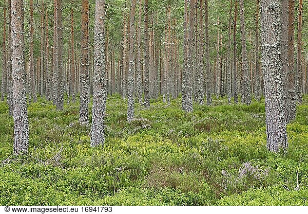Kiefern Wald