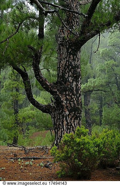Kiefernwald El Pinar  Kanarische Kiefer (Pinus canariensis)  El Hierro  Kanarische Inseln  Spanien  Europa
