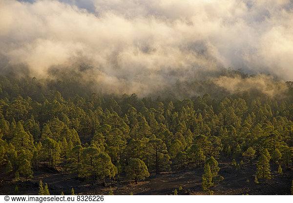 Kiefernwald  Kanarische Kiefer (Pinus canariensis)  Passatwolken