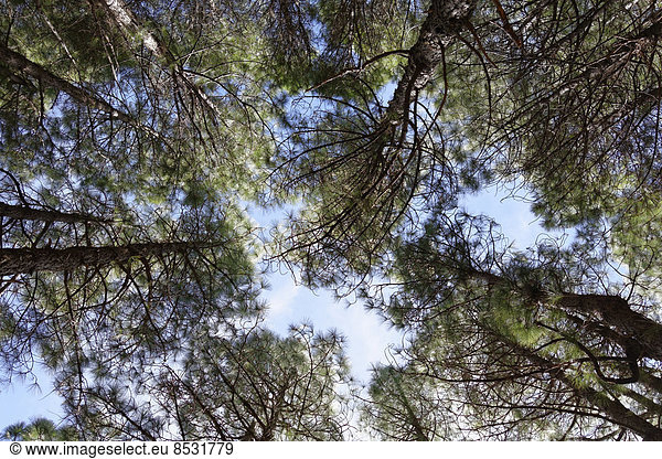 Kiefernwald  Kanarische Kiefern (Pinus canariensis)  La Palma  Kanarische Inseln  Spanien