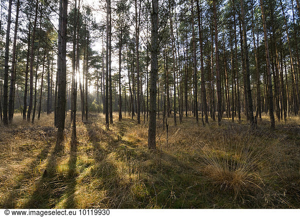 Kiefernwald  Wald-Kiefern (Pinus sylvestris)  im Gegenlicht  Niedersachsen  Deutschland  Europa