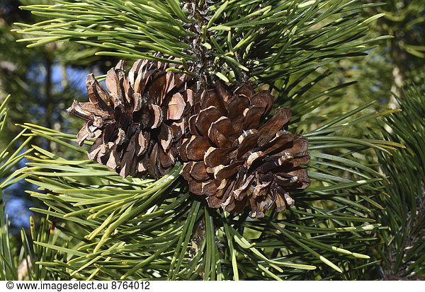 Kiefernzapfen (Pinus sylvestris)