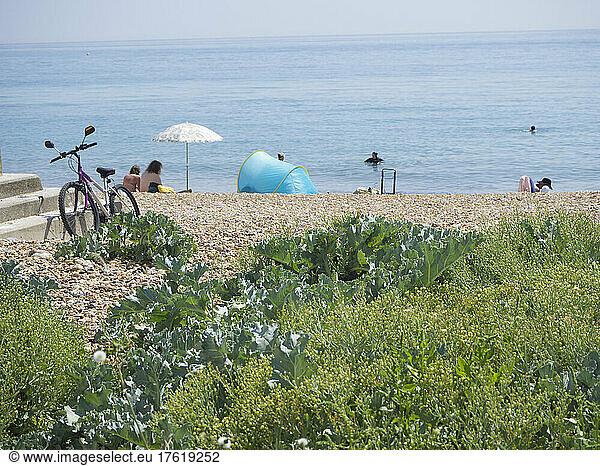 Kieselstrand mit Vegetation und Menschen beim Sonnenbaden und im Meer  Brighton  East Sussex  UK; Brighton  East Sussex  England