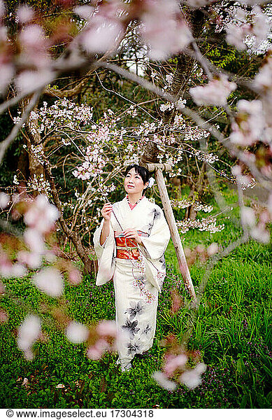 Kimono woman and cherry blossoms