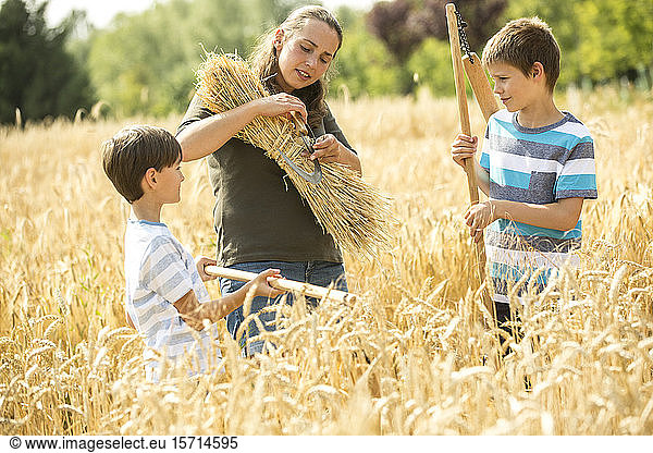 Kinder helfen bei der Weizenernte