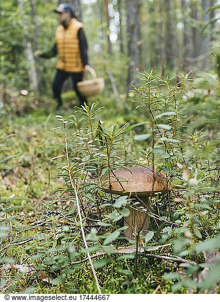 King bolete mushroom amidst plants in forest