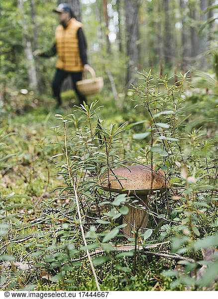 King bolete mushroom amidst plants in forest