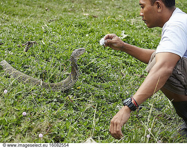 King cobra (Ophiophagus hannah) waiting relocation by Bali Reptile Rescue  Bali  Indonesia  July