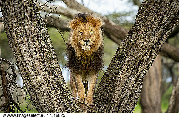 King of the Jungle Staring from Tree