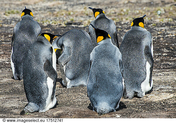 King penguins (Aptenodytes patagonicus) on Saunders Island