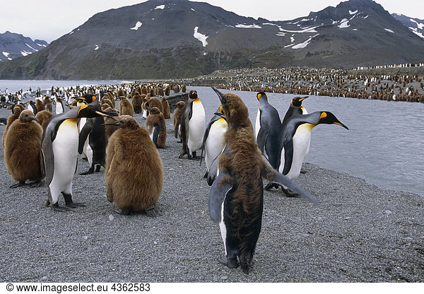 King Pinguinen entlang South Georgia Flussinsel antarktischen Sommer