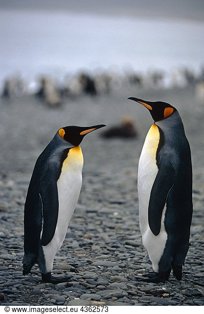 King Pinguinen gesammelt auf Strand von Süd-Georgien Insel südlichen Atlantik antarktischen Sommer