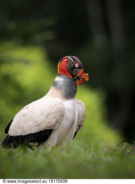 King Vulture (Sarcoramphus papa)  adult preening  Costa Rica  October