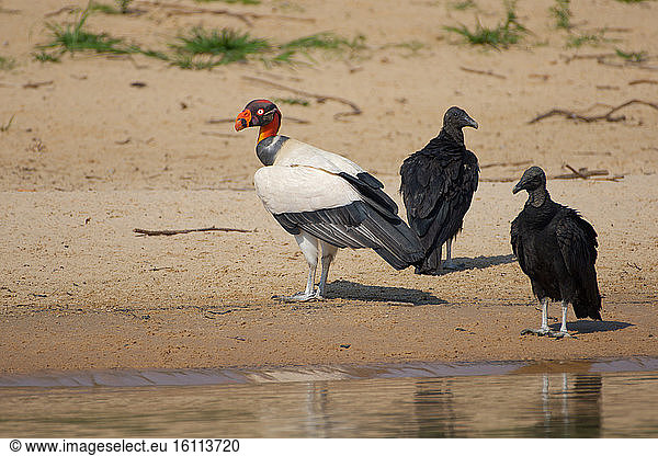 King Vulture (Sarcoramphus papa) on ground Pantanal  Brazil
