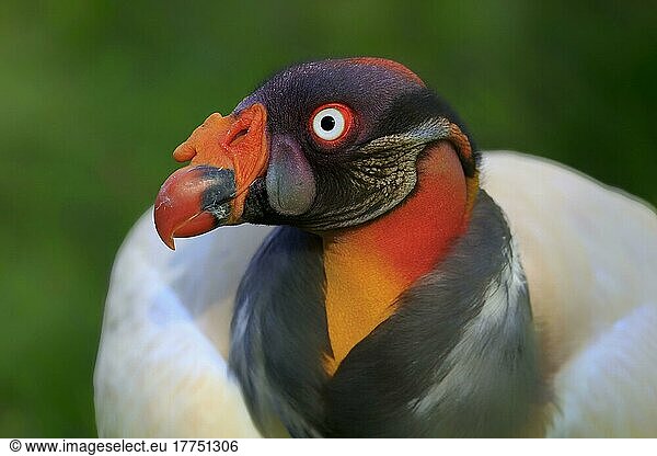 King vulture (Sarcoramphus papa)  vultures  birds of prey  animals  birds  King Vulture adult  close-up of head (captive)