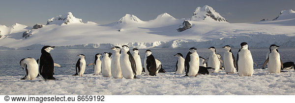 Kinnriemenpinguine auf der Halbmondinsel  auf den Süd-Shetlandinseln  Antarktis