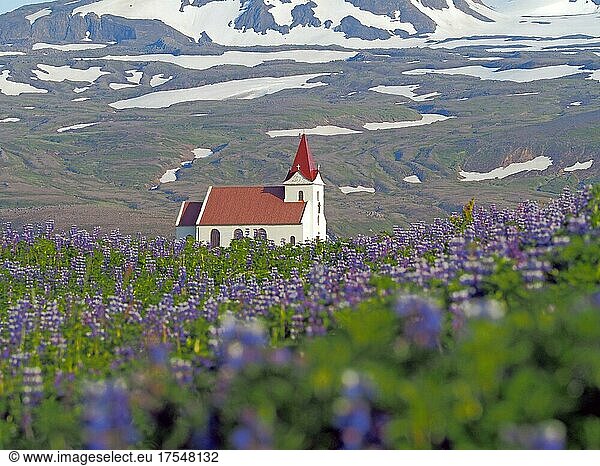 Kirche zwischen blühenden Lupinenfeldern  Berge mit Schnee  Hellisandur  Snaefelsnes  Island  Europa