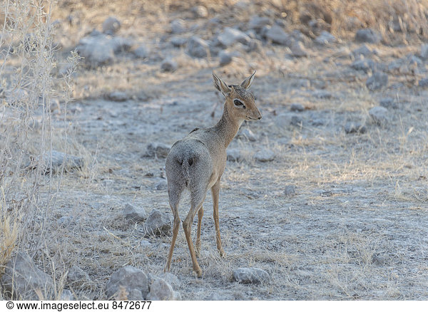 Kirk-Dikdik (Madoqua kirki)  Etosha-Nationalpark  Namibia