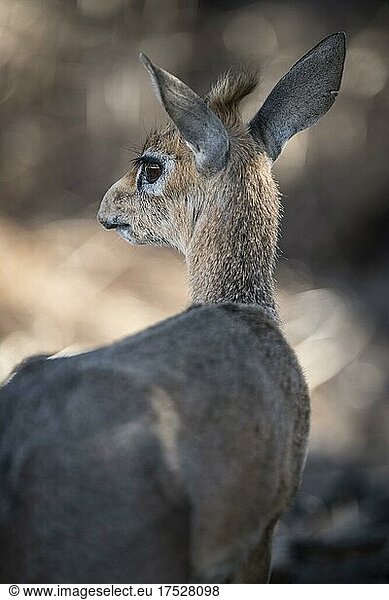Kirk-Dikdik oder Damara-Dikdik (Madoqua kirkii)  weibliches Tier  Etosha-Nationalpark  Namibia  Afrika