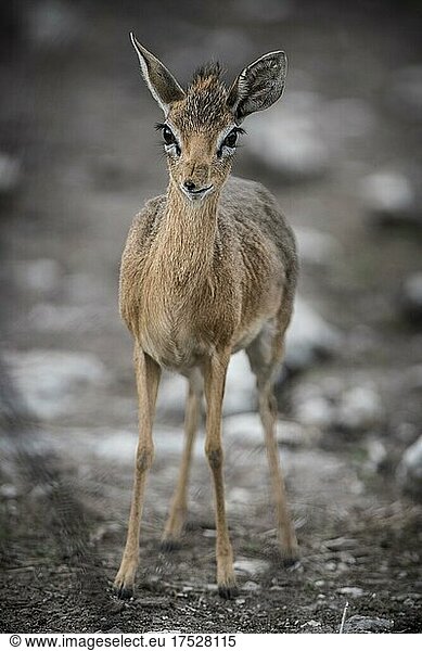Kirk-Dikdik oder Damara-Dikdik (Madoqua kirkii)  weibliches Tier  Etosha-Nationalpark  Namibia  Afrika