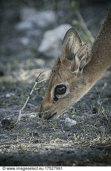 Kirk-Dikdik oder Damara-Dikdik (Madoqua kirkii)  weibliches Tier frisst  Etosha-Nationalpark  Namibia  Afrika