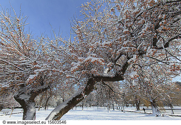 Kirschbäume im Boston Public Garden nach Schneesturm  Boston  Suffolk County  Massachusetts  USA