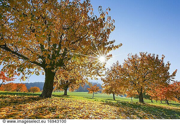 Kirschbäume im Herbst (Prunus avium)  Basel-Landschaft  Schweiz  Europa