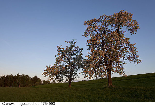Kirschbäume in voller Blüte im ersten Morgenlicht  Steiermark  Österreich  Europa