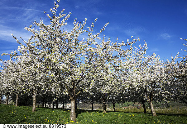 Kirschbäume in voller Blüte  Obereggenen  Markgräflerland  Schwarzwald  Baden-Württemberg  Deutschland