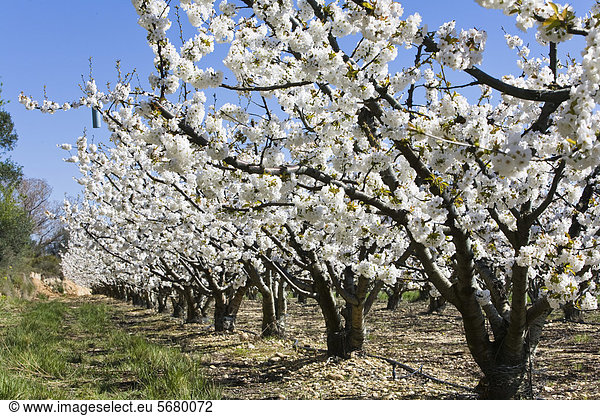 Kirschbäume (Prunus avium) in Blüte  Kirschblüte  Provence  Südfrankreich  Frankreich  Europa