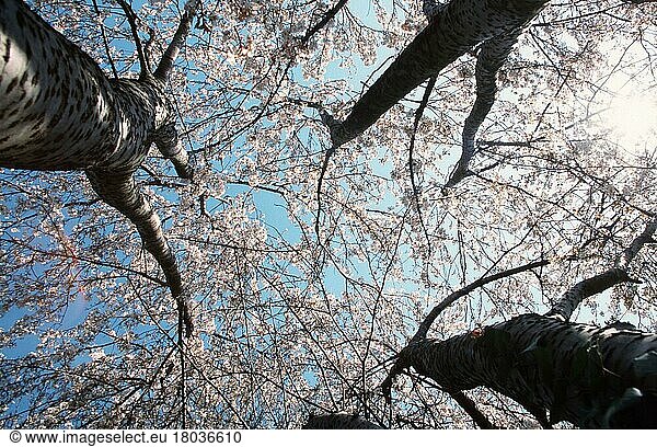 Kirschbäume (Prunus x yedoensis)  Yoshino-Kirsche  blühend  Bäume von unten  Rosengewächse  Rosaceae  Laubbaum  Laubbäume  Zierpflanzen  von unten  Frühling  Querformat  horizontal