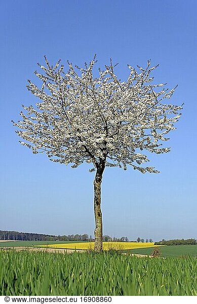 Kirschbaum (Prunus) in der Blütezeit,  blauer Himmel,  Nordrhein-Westfalen,  Deutschland,  Europa