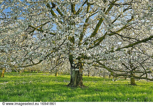 Kirschbaum im Frühling (Prunus avium)  Schweiz  Europa