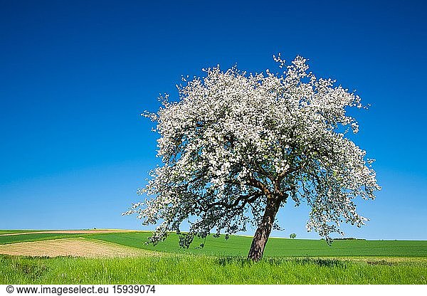 Kirschbaum in voller Blüte unter blauem Himmel inmitten von Feldern und Wiesen  Saalekreis  Sachsen-Anhalt  Deutschland  Europa