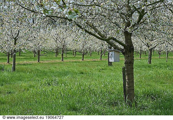 Kirschbaum  Obstplantage  Blüte  Nistkasten  Frühling  Appenweier  Ortenau  Baden-Württemberg  Deutschland  Europa