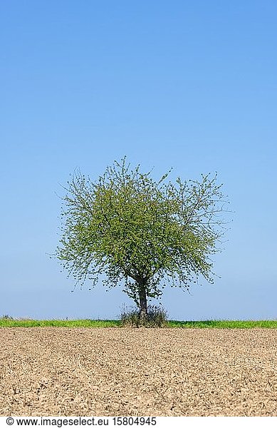 Kirschbaum (Prunus) auf einem Feld  Baden-Württemberg  Deutschland  Europa