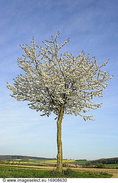 Kirschbaum (Prunus) in der Blütezeit  Nordrhein-Westfalen  Deutschland  Europa