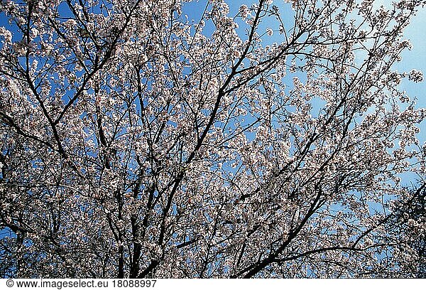 Kirschbaum (Prunus x yedoensis)  blühend  Yoshino-Kirsche  Rosengewächse  Rosaceae  Laubbaum  Laubbäume  Zierpflanzen  Ausschnitt  Detail  rosa  Früchtling  Frühling  Querformat  quer