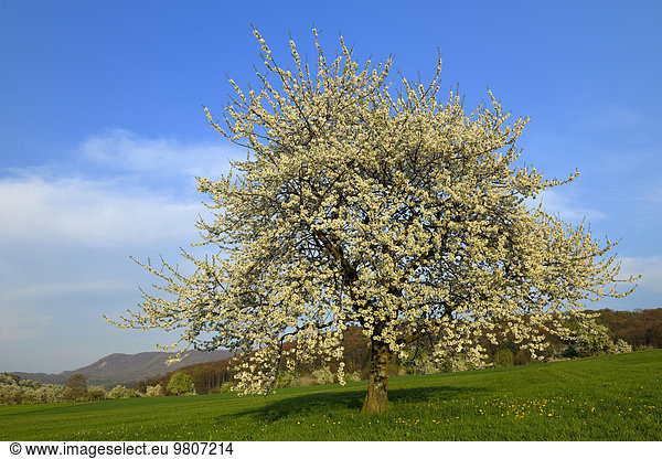 Kirschbaumblüte Herz-Kirsche (Prunus avium) Biosphärengebiet Schwäbische Alb Baden-Württemberg Deutschland Europa